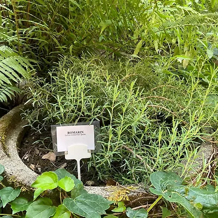 Avec Terrasse Au Coeur De La Nature דירה *
